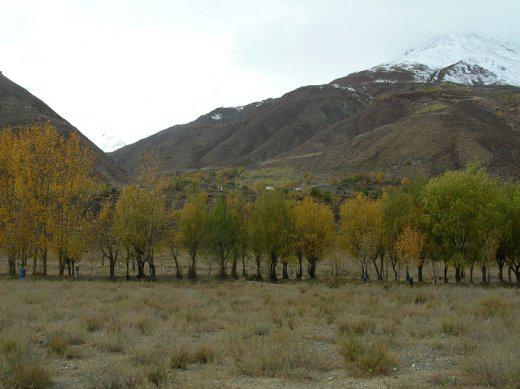 des millions d'arbres ont été replantés ces dix dernières années (photo JPDes., 2008)